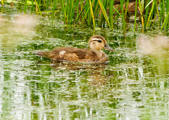Baby Wood Duck; Big Island Wildlife Area, Marion Ohio
