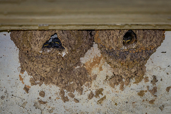 Baby Cliff Swallows