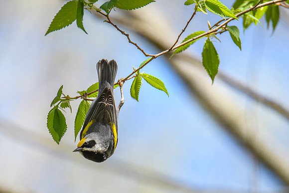 Golden-winged Warbler