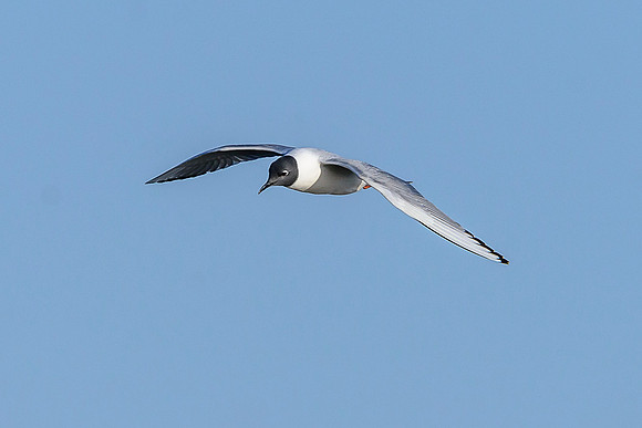 Bonaparte's Gull
