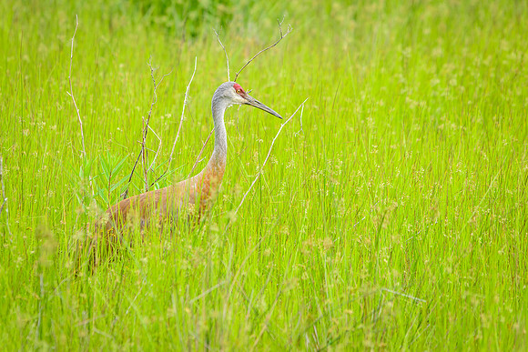 Male Sandhill Crane