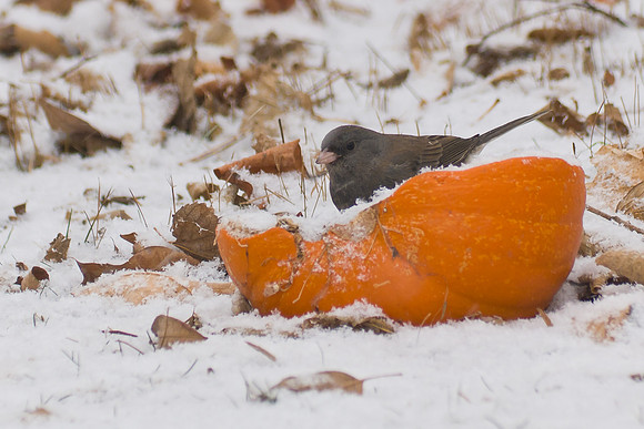 Dark-eyed Junco
