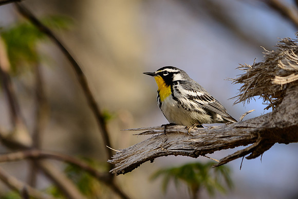 Yellow-throated Warbler