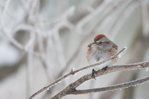 American Tree Sparrow