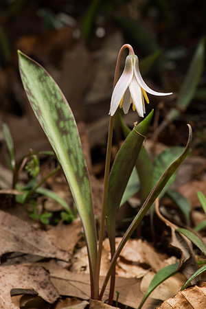 White Trout Lilly