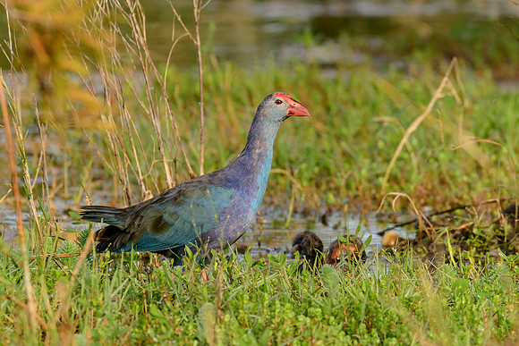 Grey-headed Swamphen