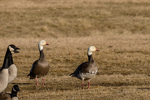 Snow Geese (Blue Morph)