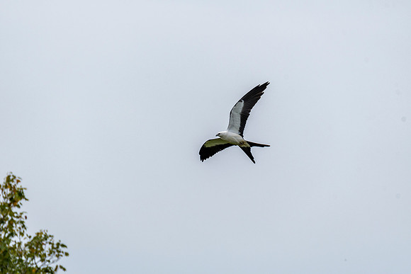 Swallow-tailed Kite