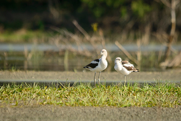 American Avocet