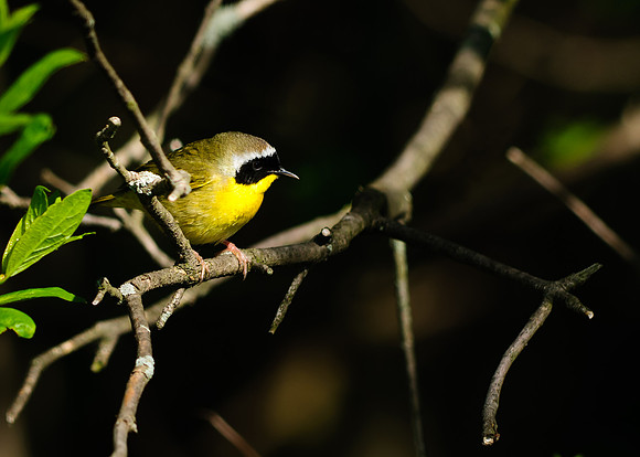 Common Yellowthroat Warbler; Magee Marsh, Lake Erie Ohio