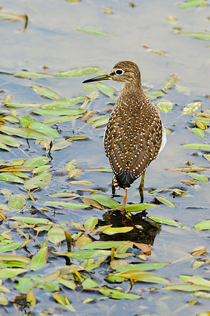 Solitary Sandpiper