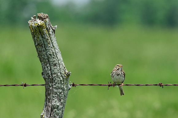 Savannah Sparrow