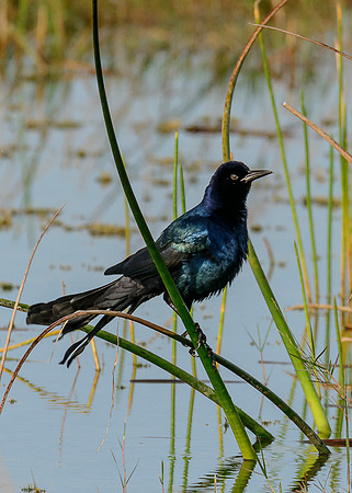Boat-tailed Grackle