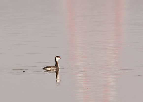 Horned Grebe, Hoover Resivoir, Westerville Ohio