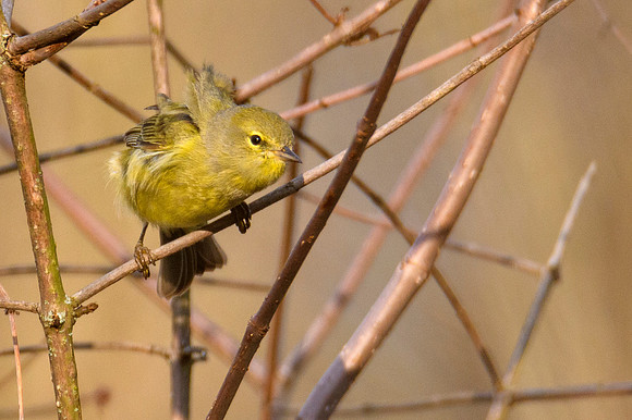 Orange-crowned Warbler