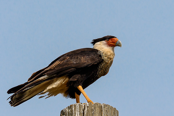 Crested Caracara