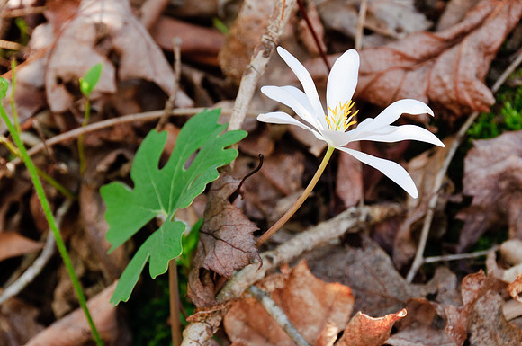 Bloodroot; Corbin KY