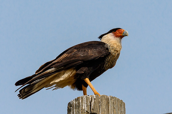 Crested Caracara