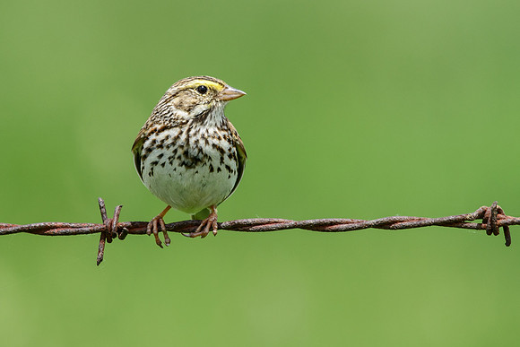 Savannah Sparrow