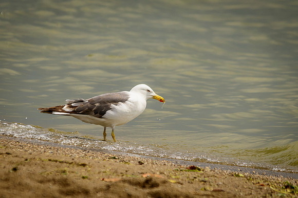 Lesser Black-backed Gull