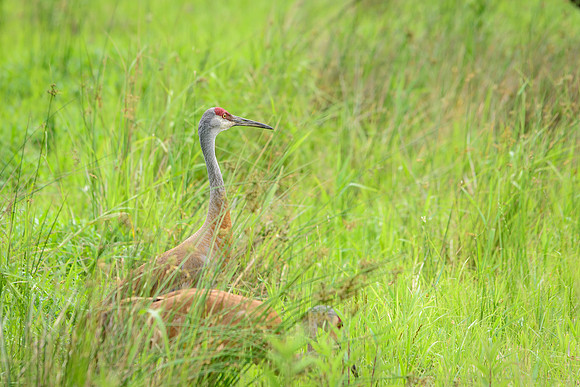 Sandhill Crane Pair