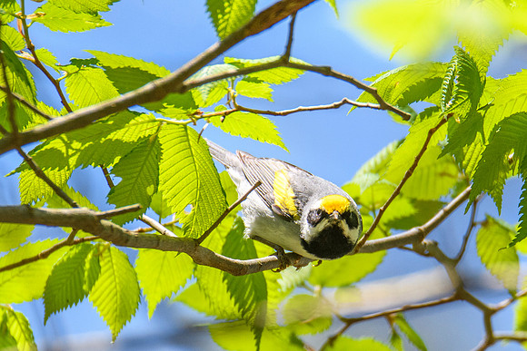 Golden-winged Warbler