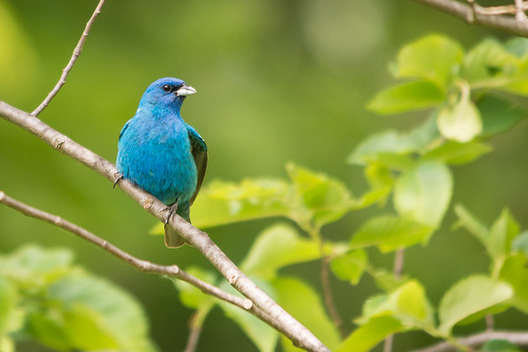 Indigo Bunting