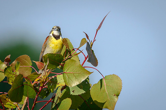 Dickcissel
