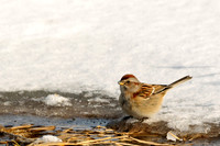 American Tree Sparrow