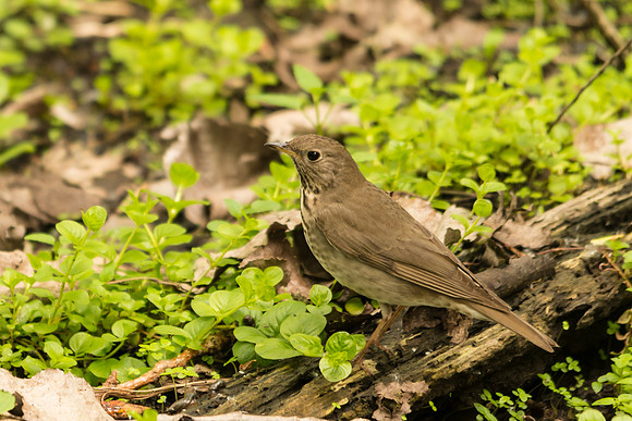 Grey-cheeked Thrush,ll