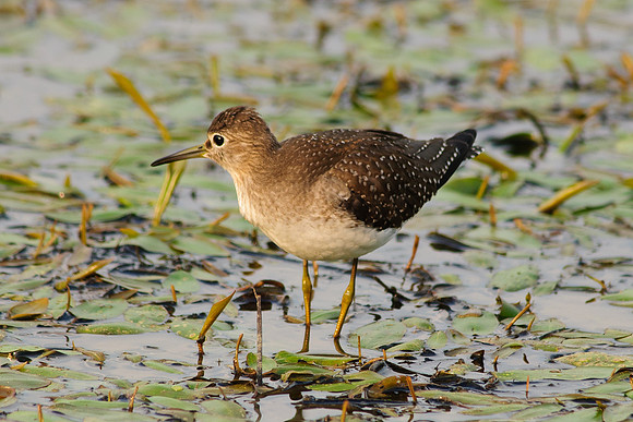 Solitary Sandpiper