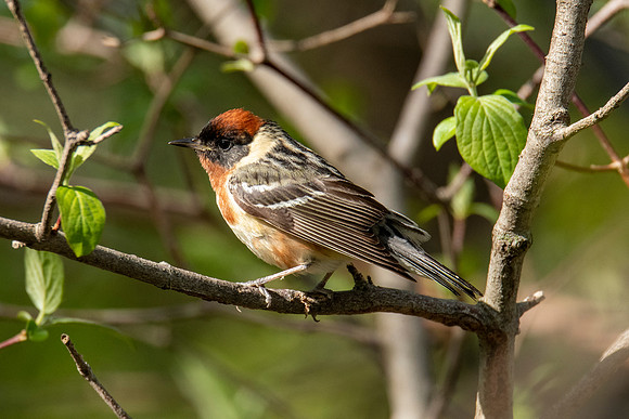 Bay-breasted Warbler