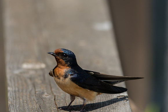 Barn Swallow