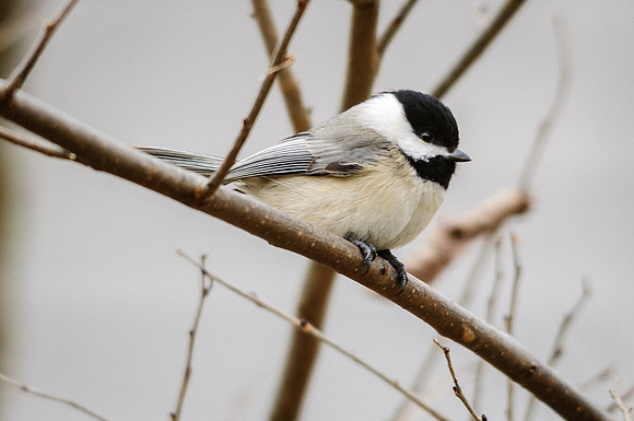 Black-capped Chickadee