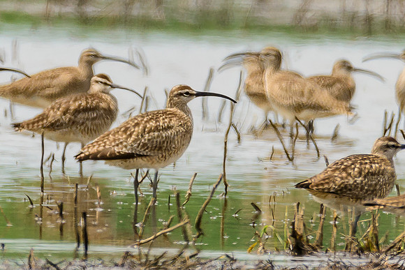 Whimbrel