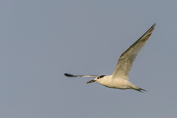 Sandwich Tern