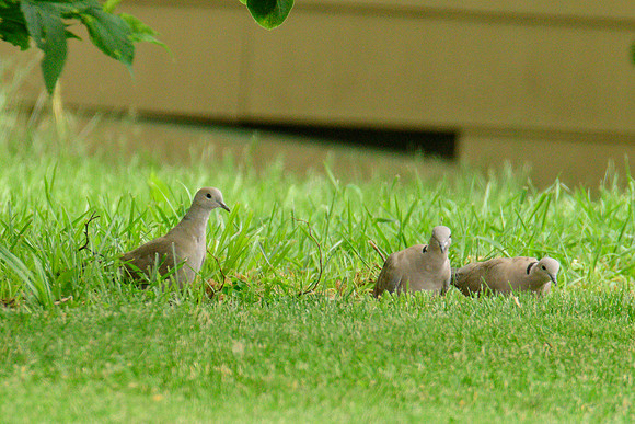 White-winged Dove