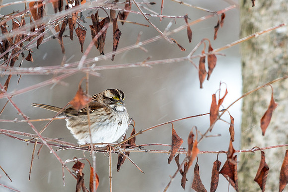 White-Throated Sparrow
