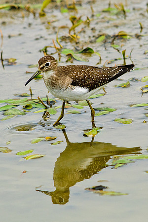 Solitary Sandpiper