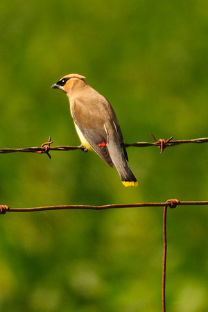 Cedar Waxwing