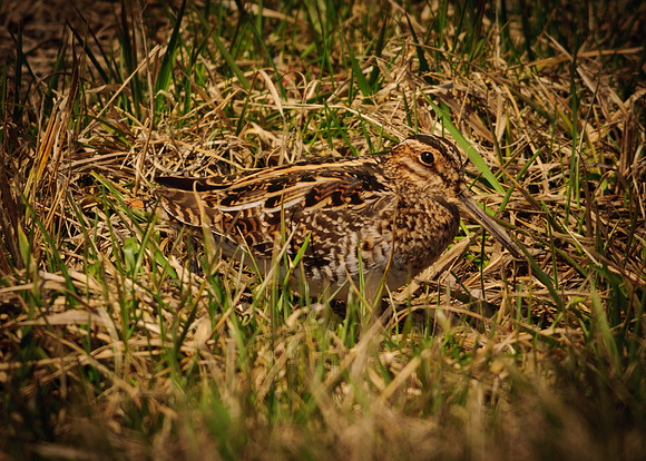 Wilson's Snipe, Killdeer Plains Wildlife Area, Meeker, Ohio