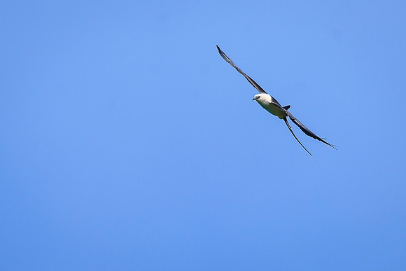 Swallow-tailed Kite