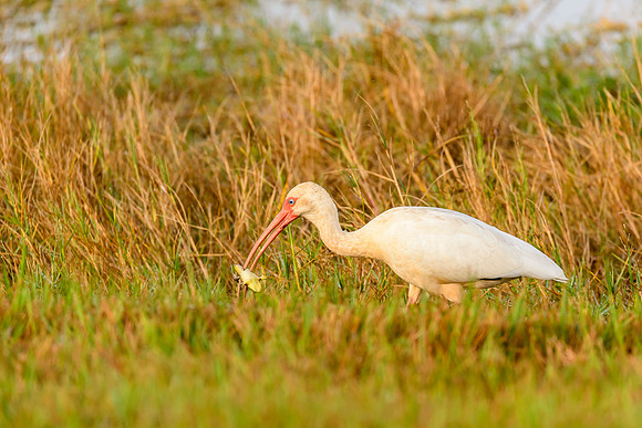 White Ibis