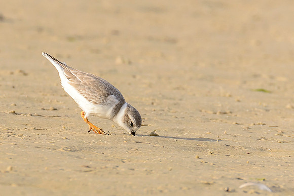 Piping Plover