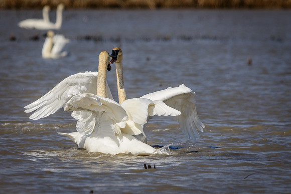 Trumpeter Swans Battle Royal!