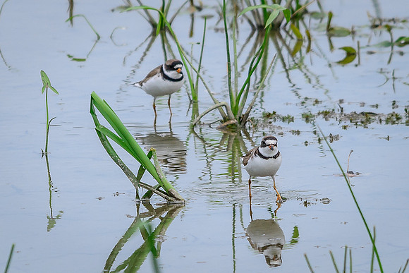 Semipalmated Plover