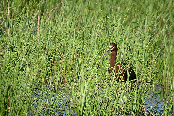 White-faced Ibis