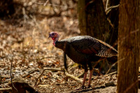 Wild Turkey
