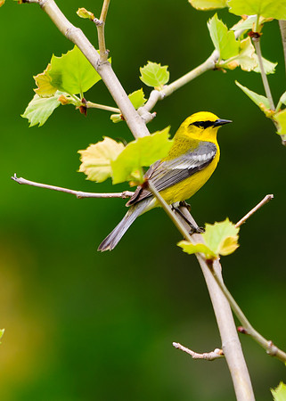 Blue-winged Warbler; Lawrence Woods, Kenton OH