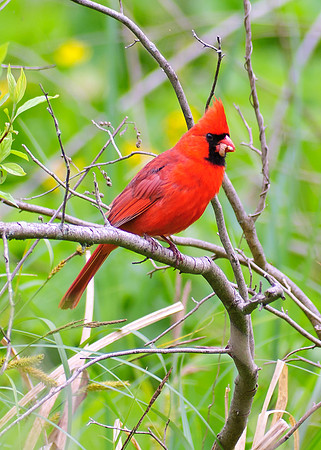 Northern Cardinal; Male